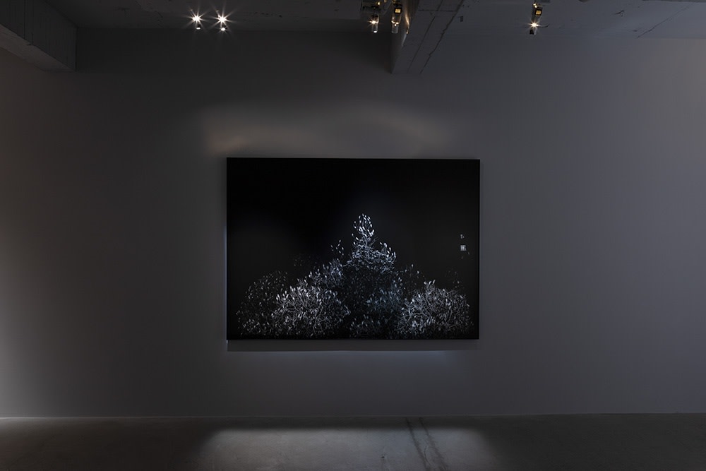 New Forest by Robert Zhao Renhui