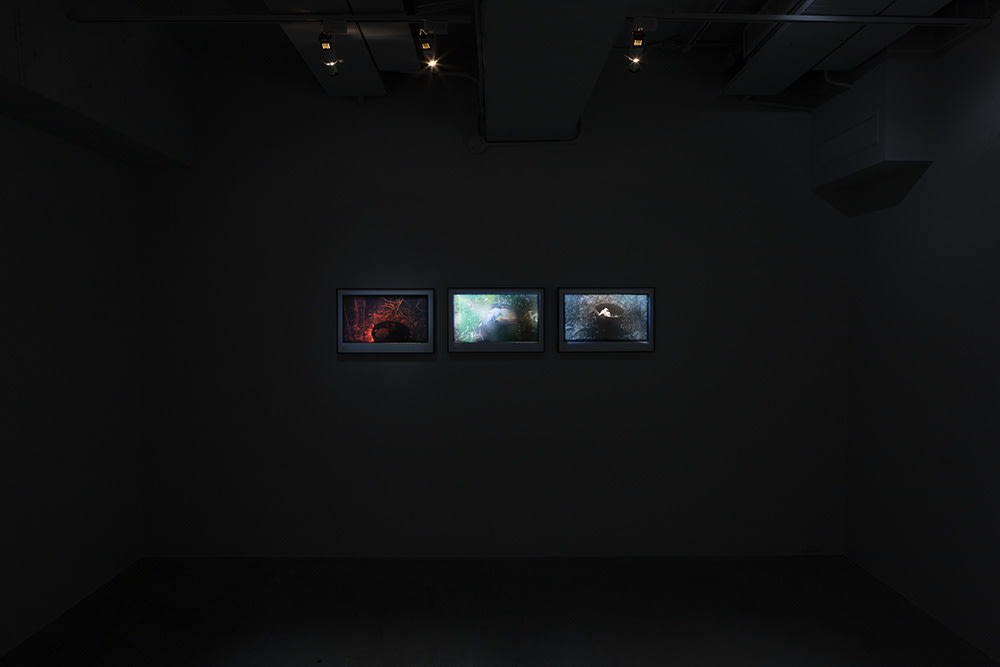 新森林—趙仁輝