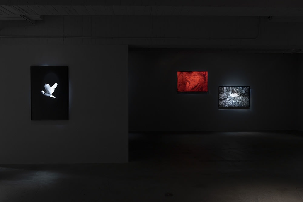 新森林—趙仁輝