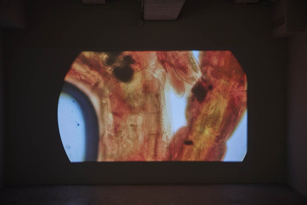 ∞ Lemniscate Syaiful Garibaldi