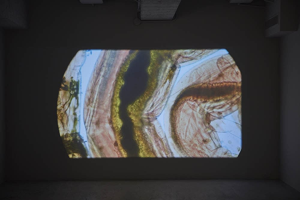 ∞ Lemniscate Syaiful Garibaldi