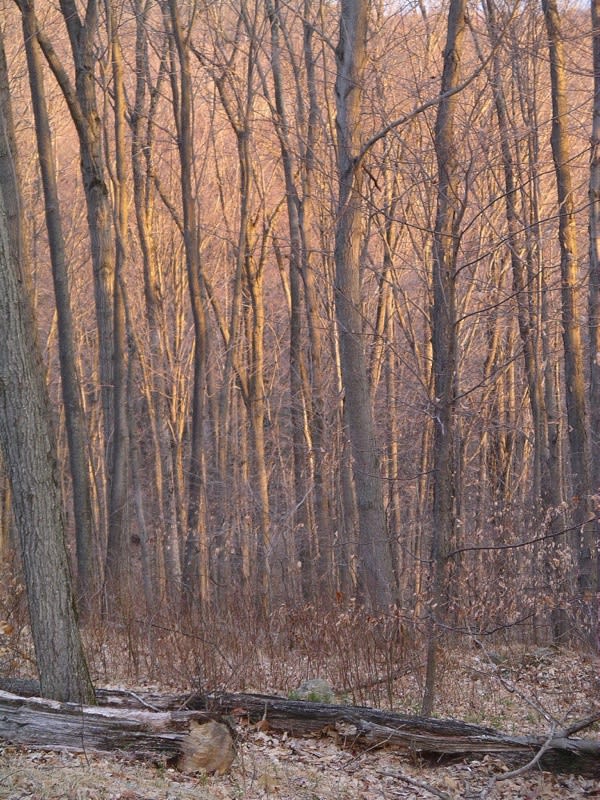 Albers Foundation, April, 2006.