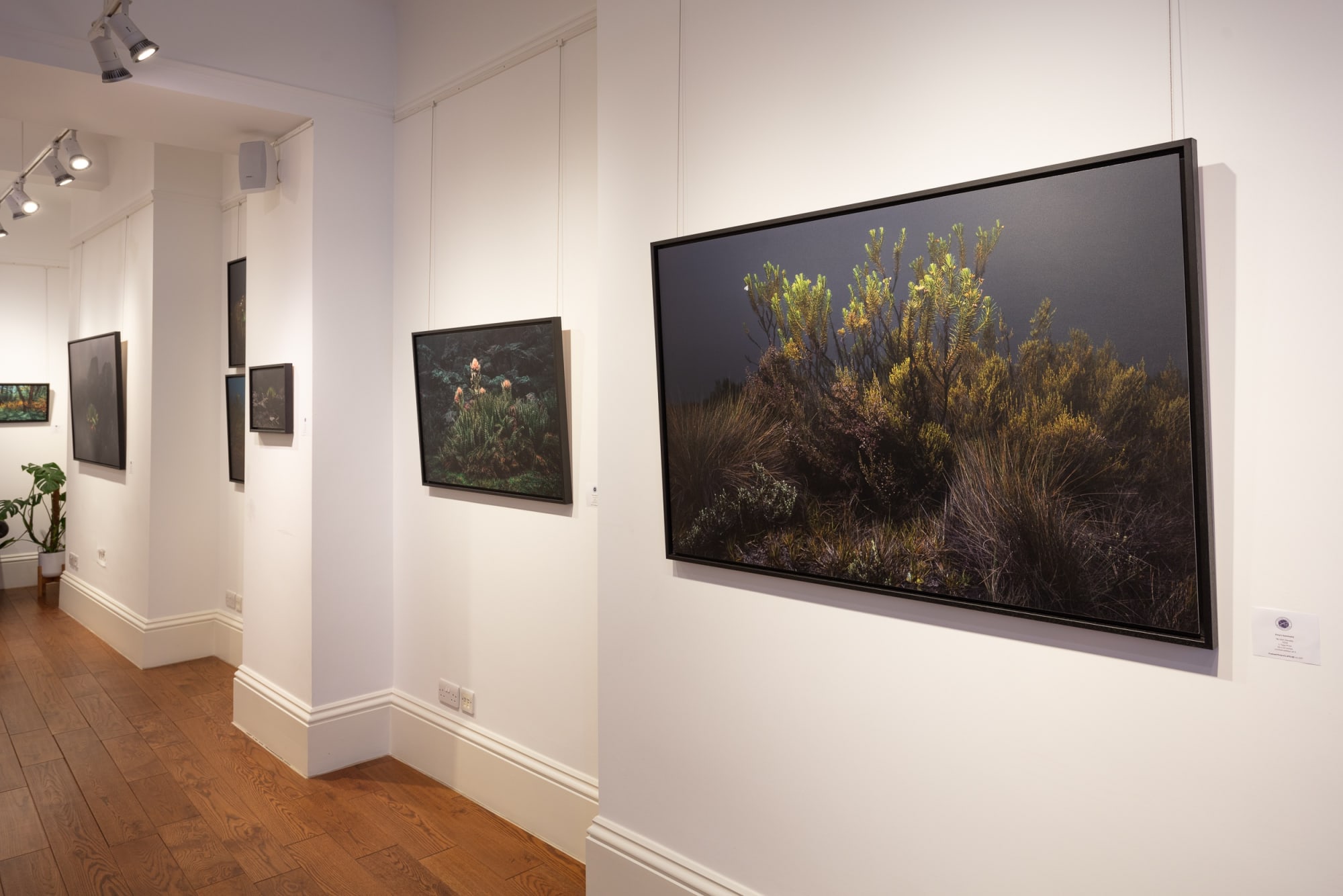 Glen Perotte: Mount Kenya's Rooted Resilience