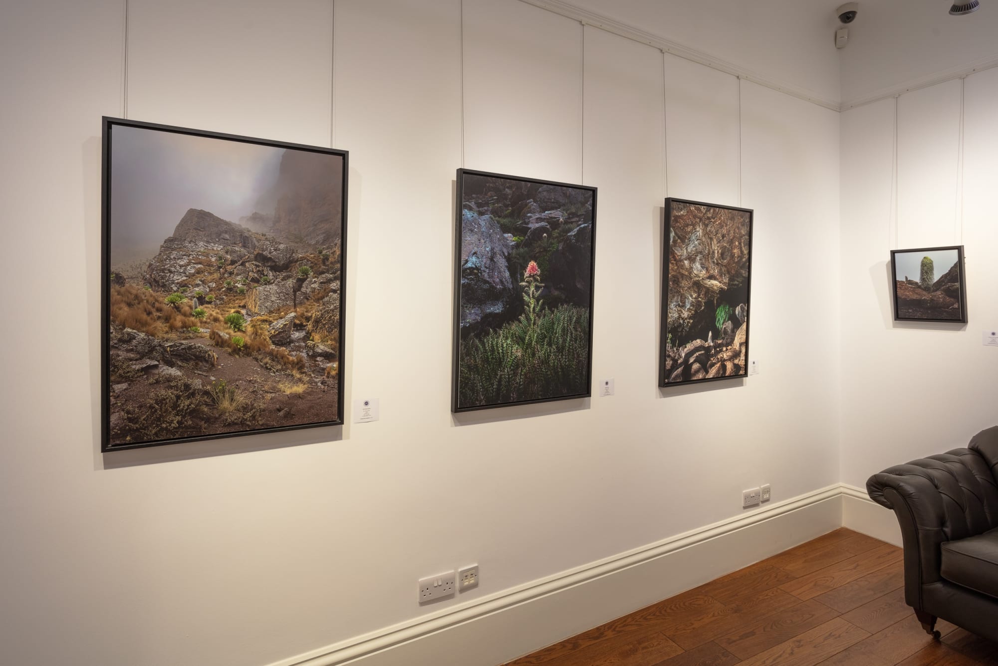 Glen Perotte: Mount Kenya's Rooted Resilience