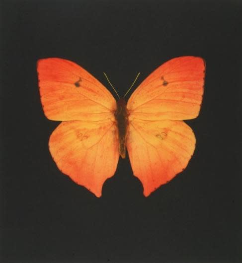 Hirst Orange Red print