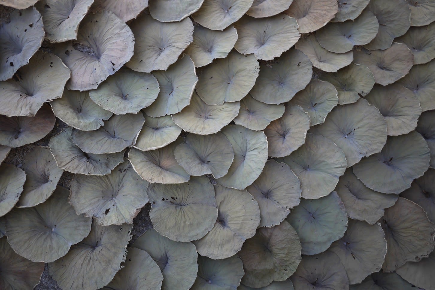 roux-fouillet Lotus Leaf Installation