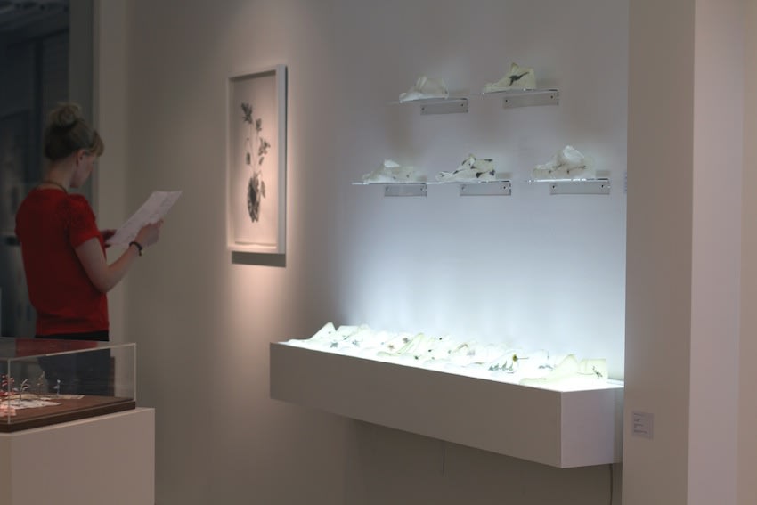 Secret Language of Flowers exhibition hanging in Andipa Gallery