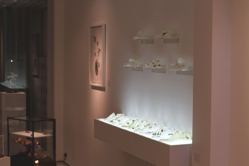 Secret Language of Flowers exhibition hanging in Andipa Gallery
