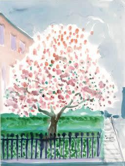 Hockney Magnolia Edwards Square