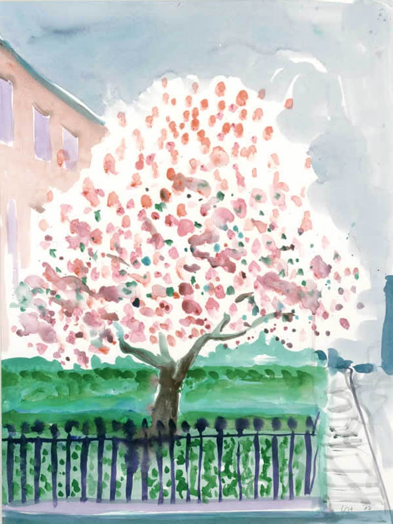 Hockney Magnolia Edwardssquare