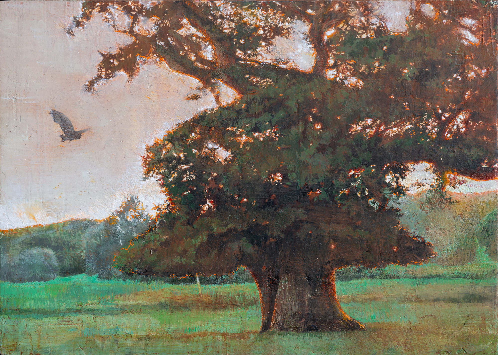 Stuart’s oak, summer