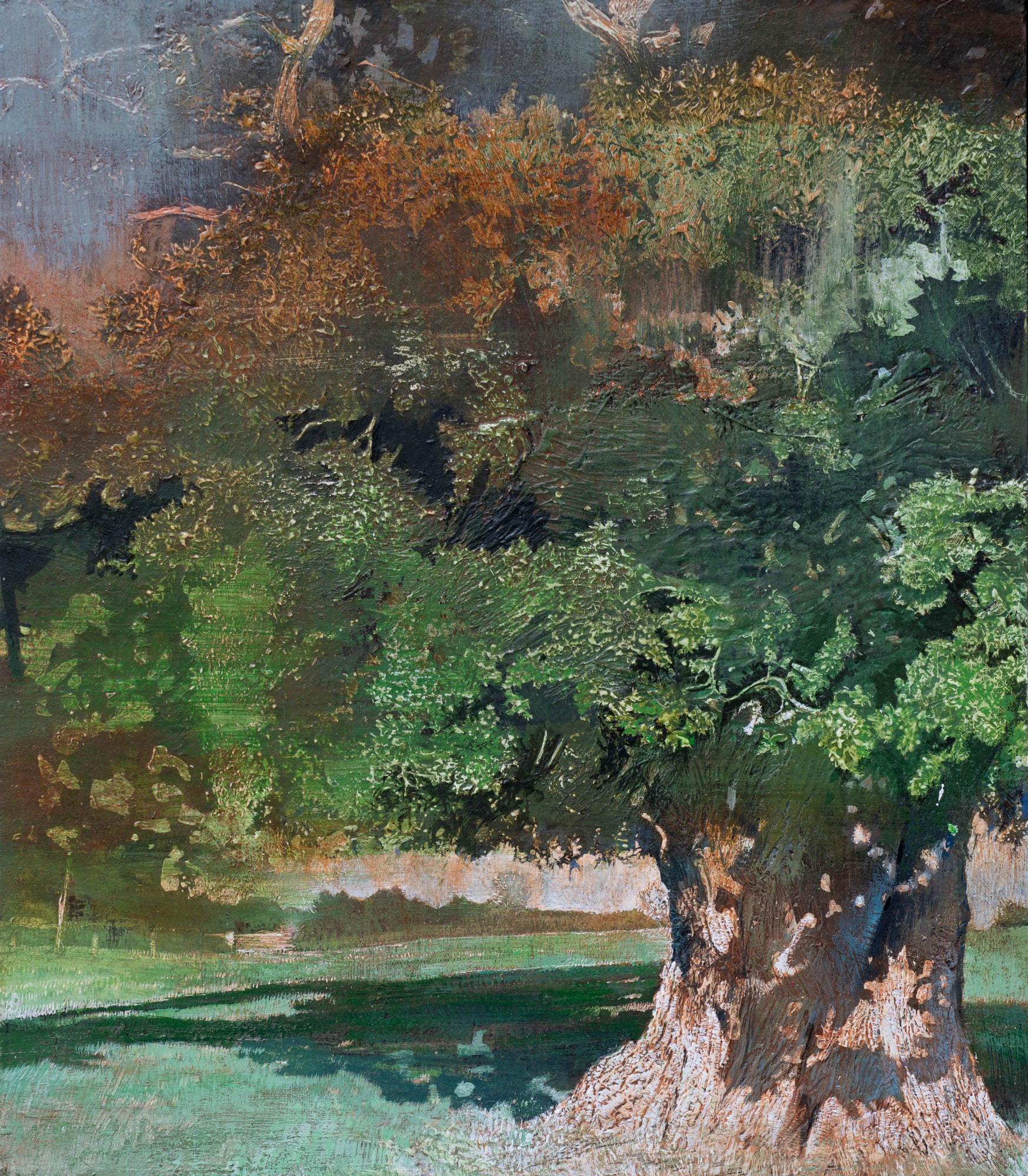 Stuart’s oak, shadow