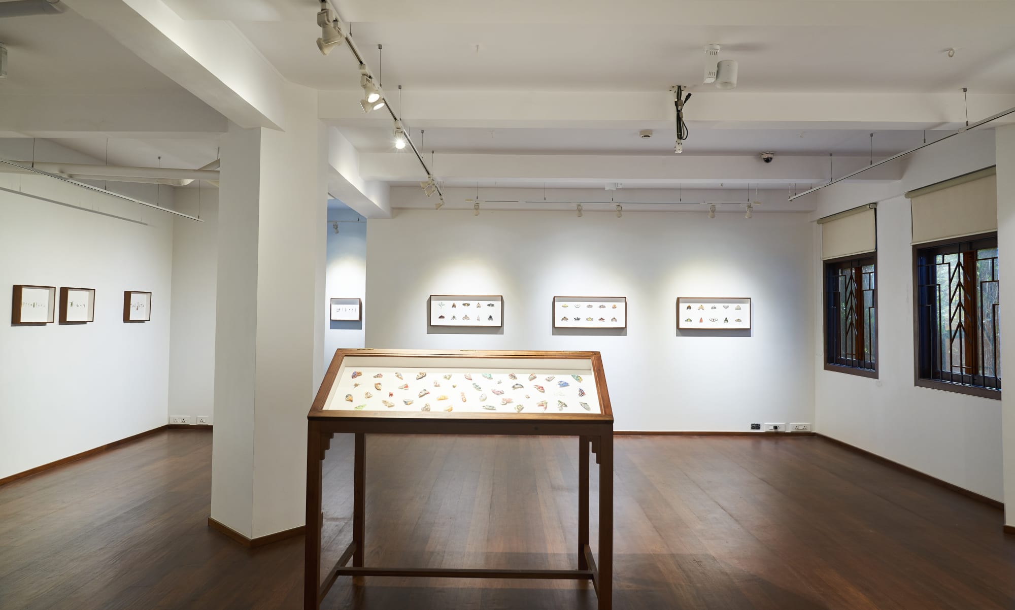 Wandering Violin Mantis