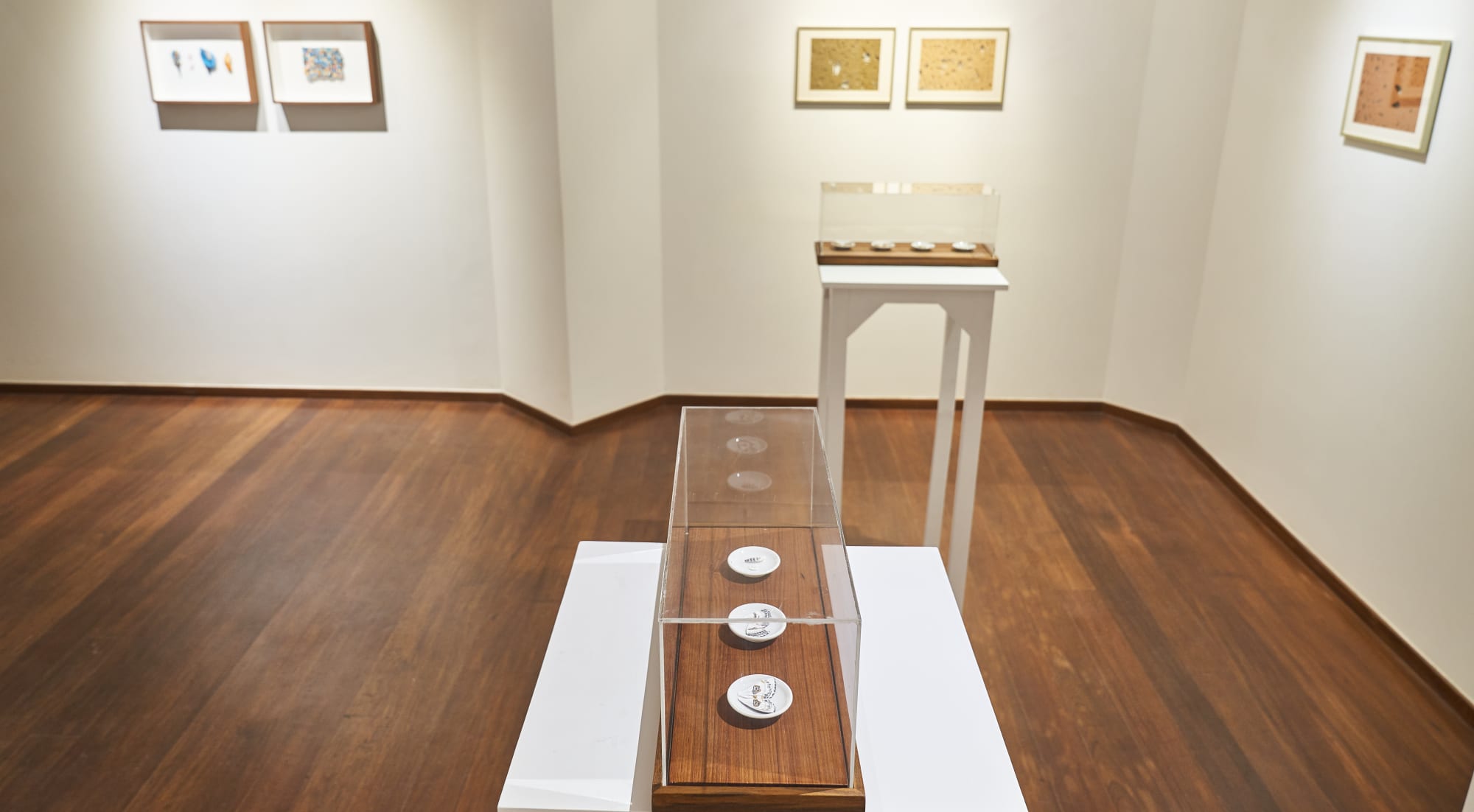 Wandering Violin Mantis