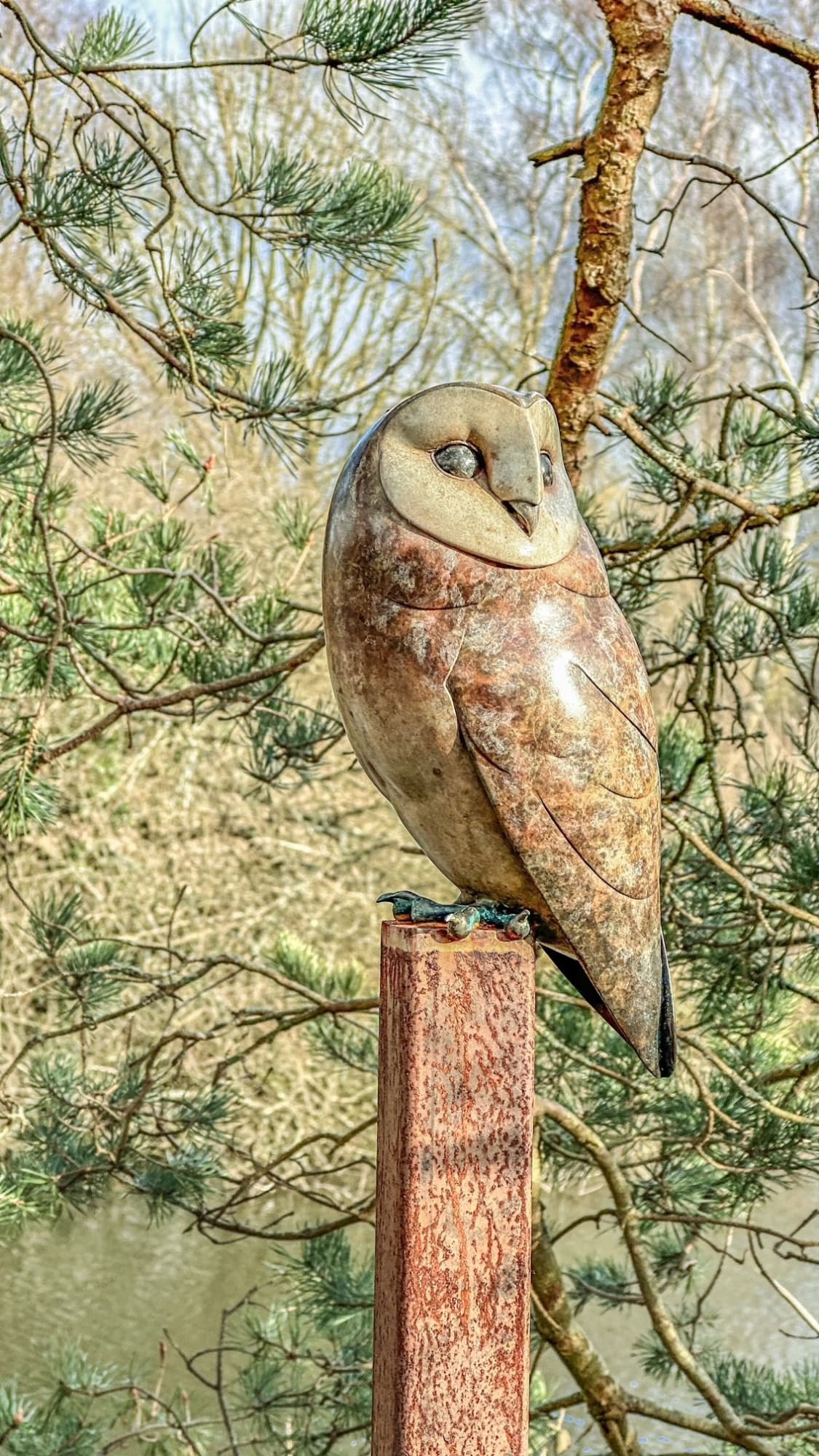 Barn Owl by Adam Binder