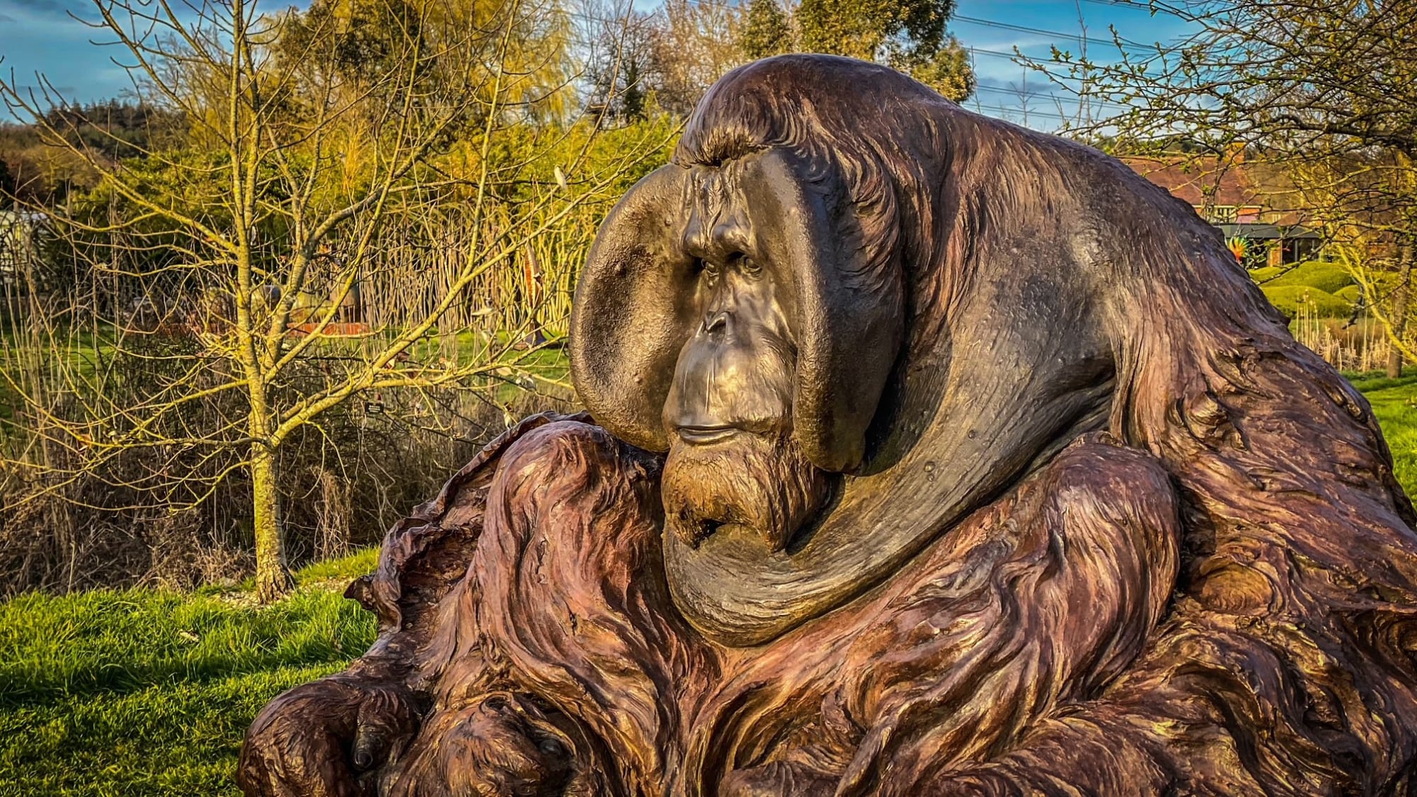 Old man of the Forest by Nick Bibby