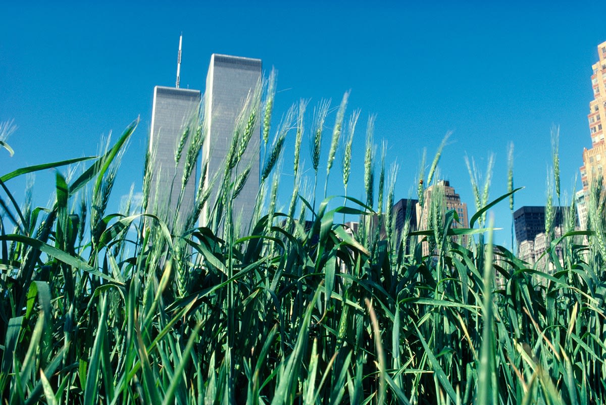 Agnes Denes, Wheatfield – A Confrontation: Battery Park Landfill, Downtown Manhattan, Green Wheat, 1982,