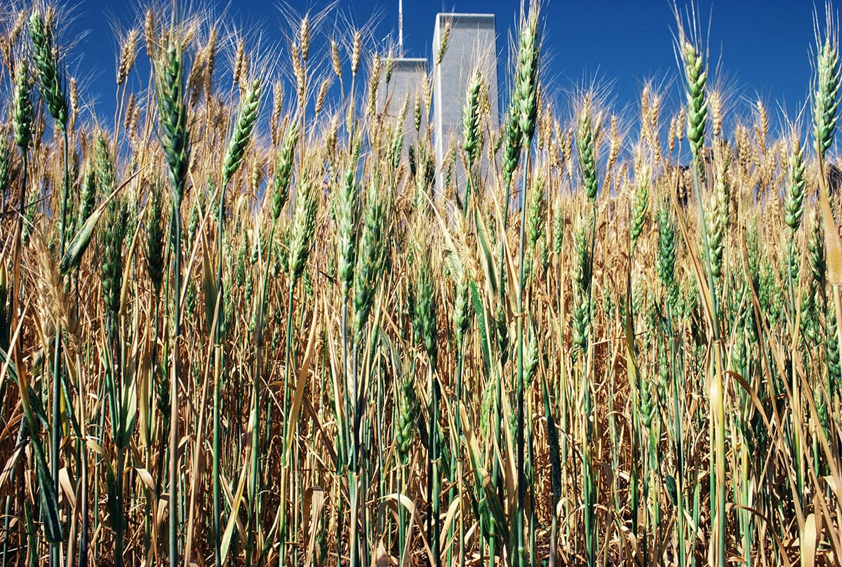Agnes Denes, Wheatfield – A Confrontation: Battery Park Landfill, Downtown Manhattan – Green Wheat Turning, 1982