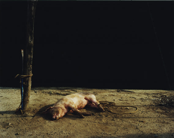 Trevor Appleson, Death at sunset (pig), 2007, C-Type print, 126 x 158 cms, 49.64 x 62.25 inches