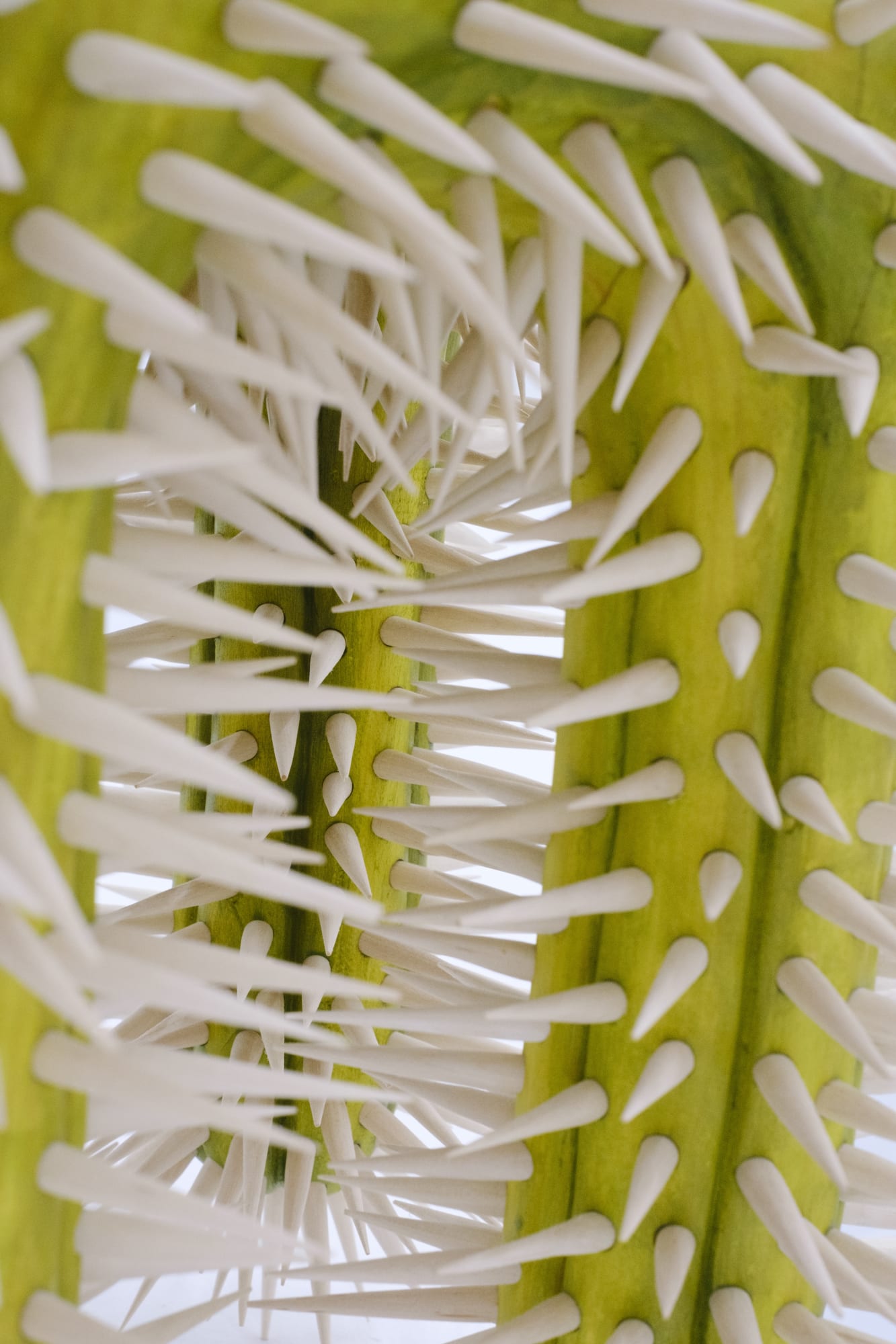 Raul de Lara: I Wake Up In a Foreign Country Every Day