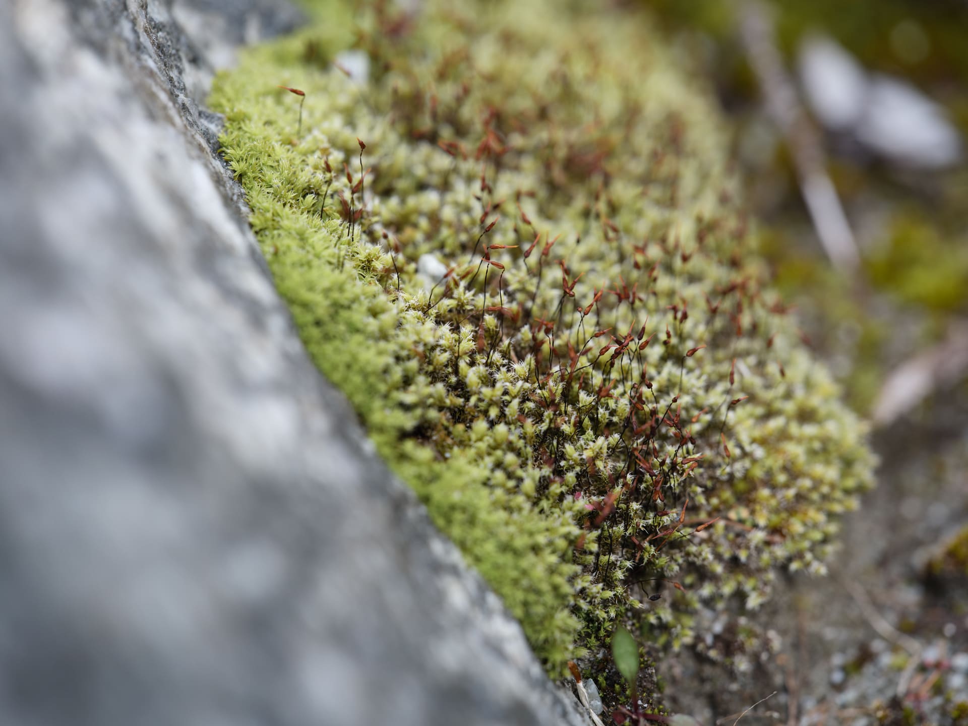 Brenva. Stefano Cerio