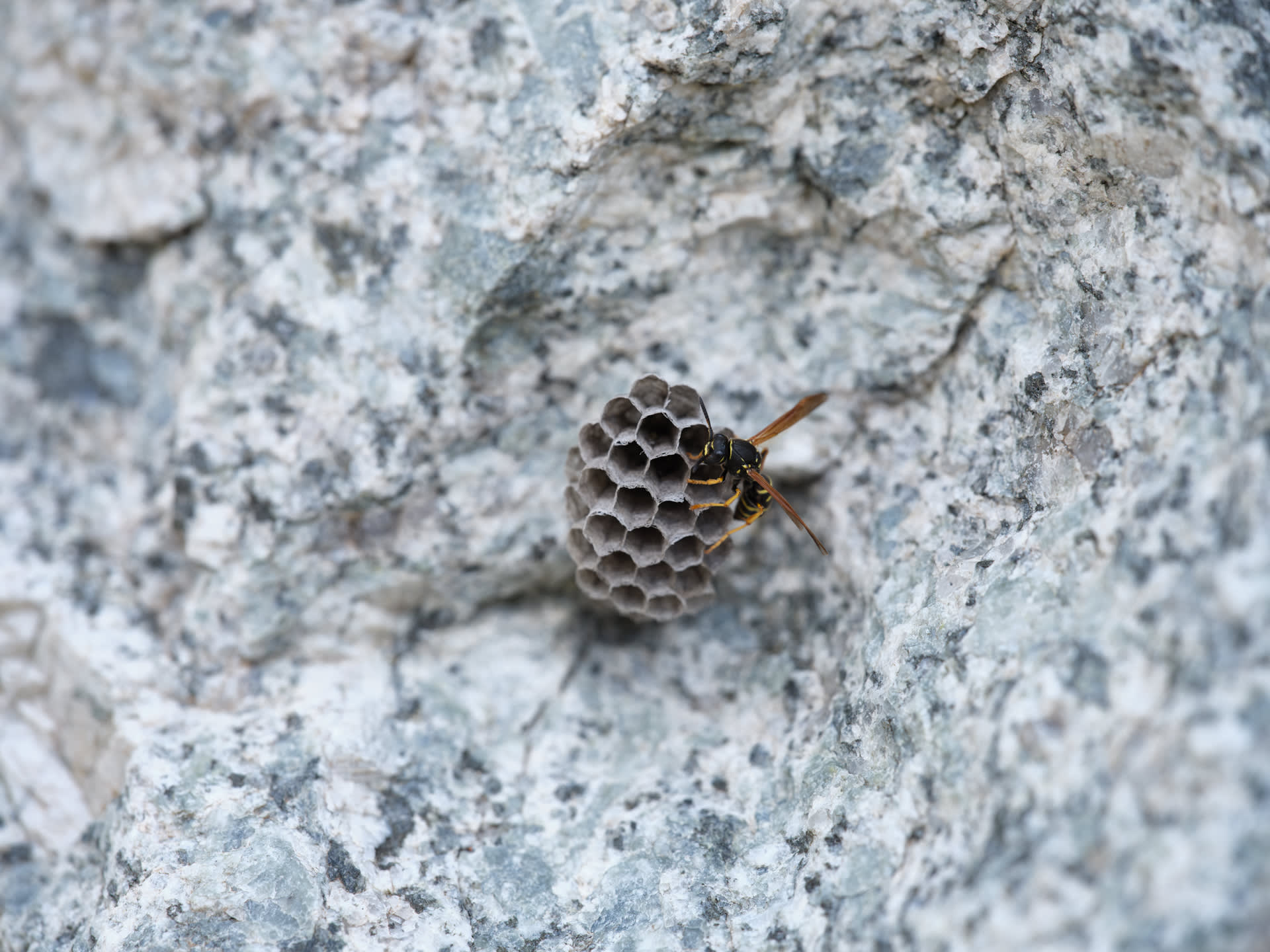 Brenva. Stefano Cerio