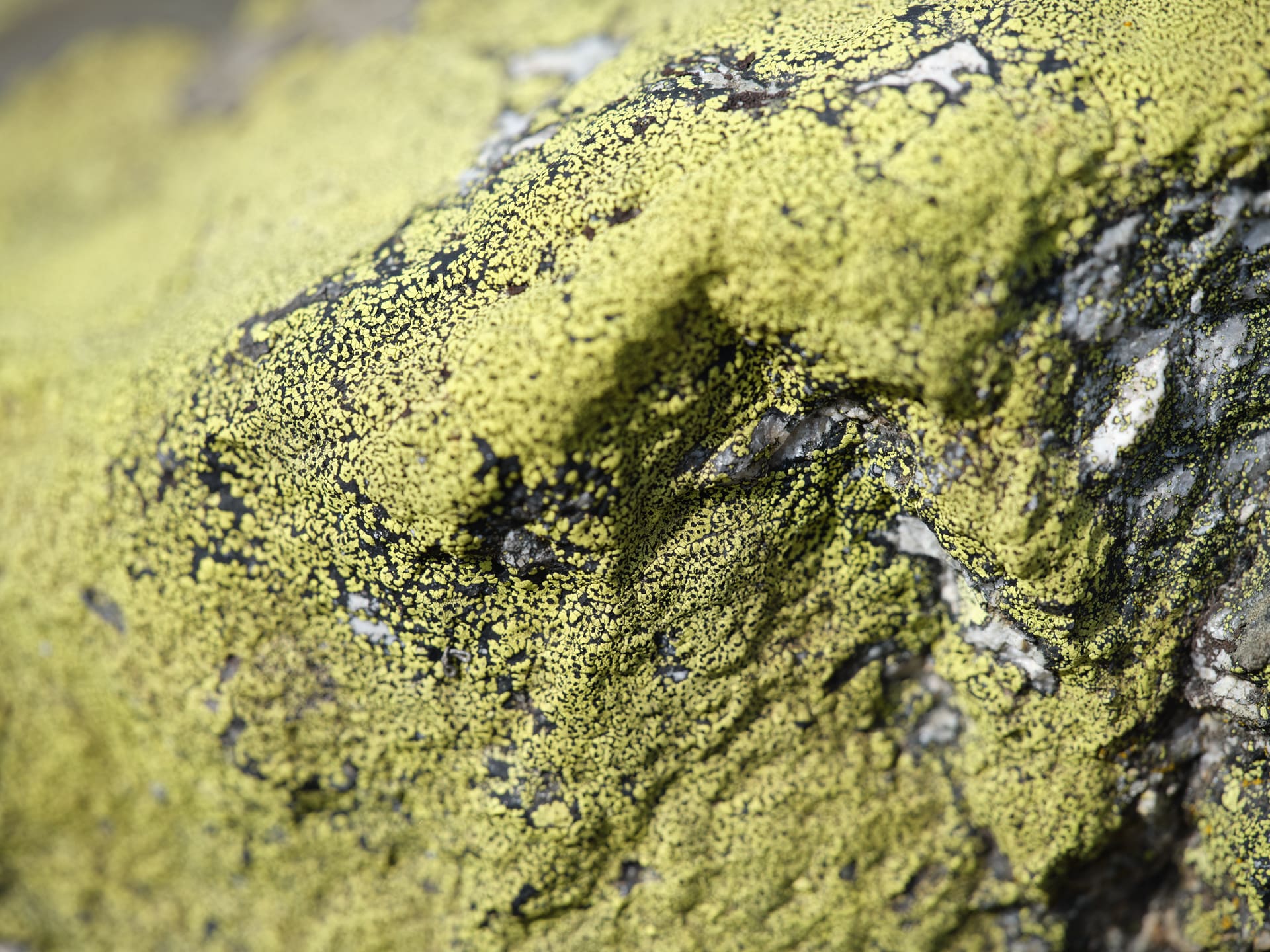 Brenva. Stefano Cerio