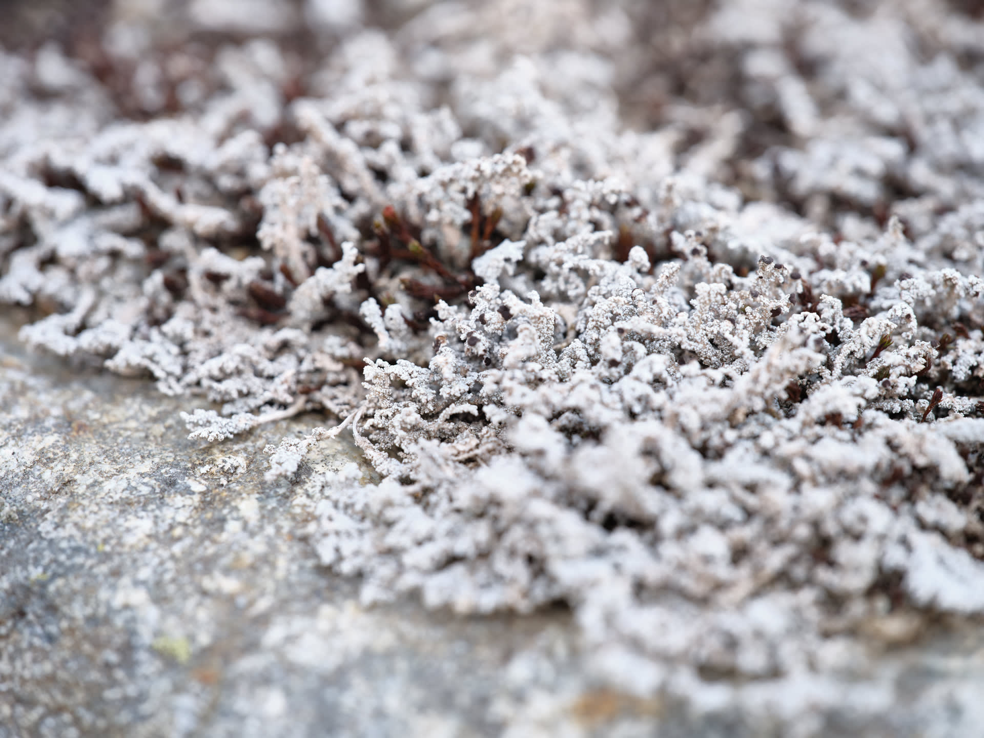 Brenva. Stefano Cerio