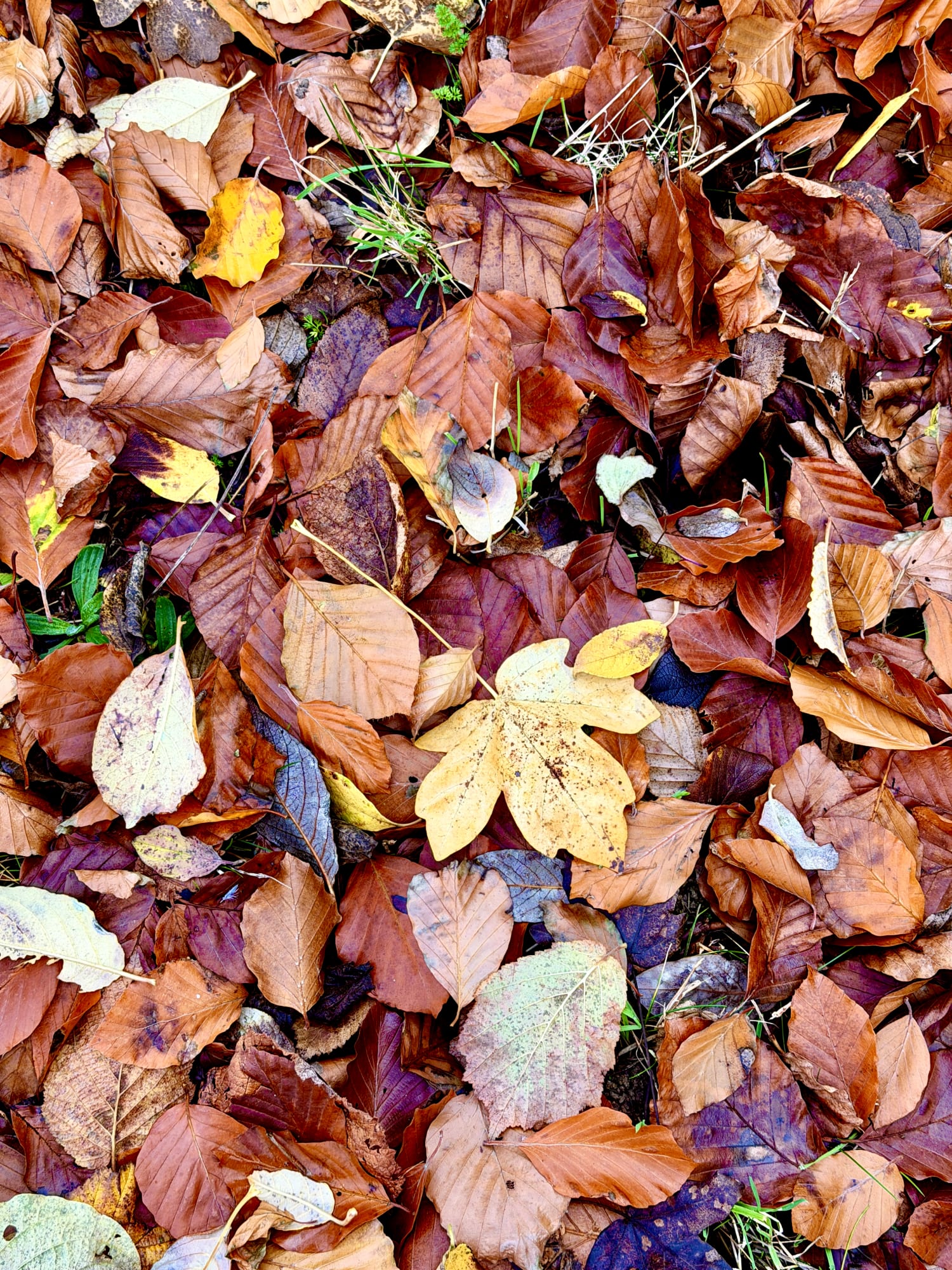 Xenia Creative Retreat