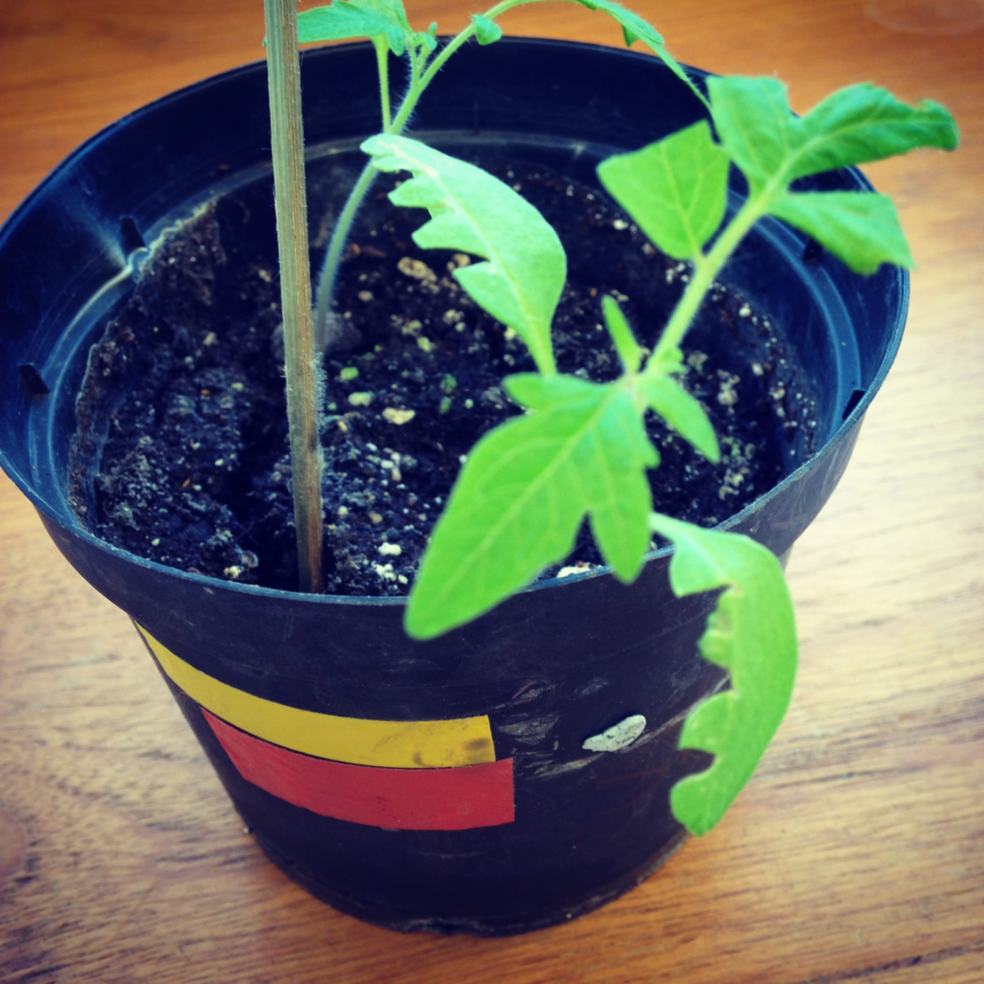 Royal Holloway University