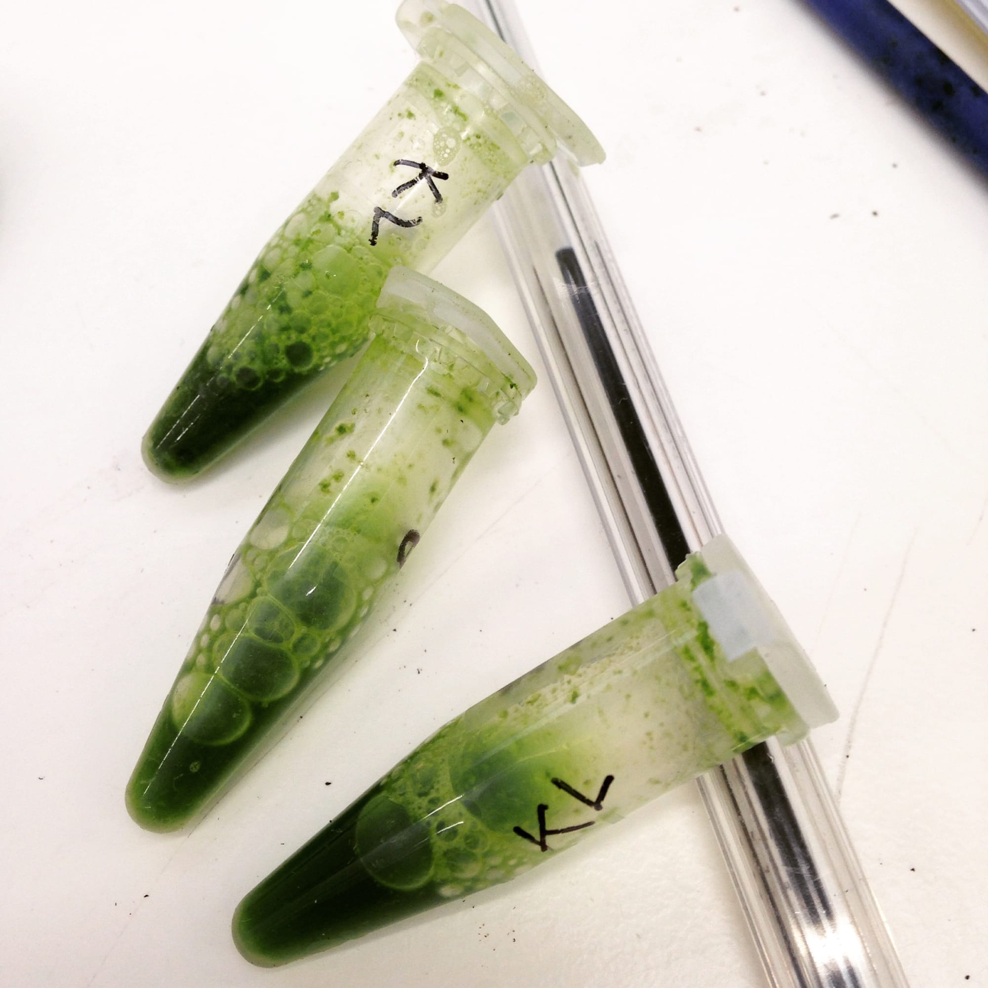 Royal Holloway University