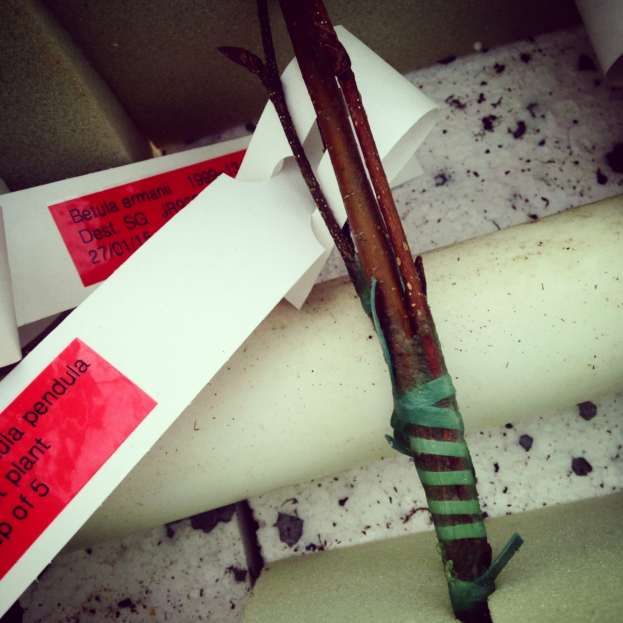 Royal Holloway University