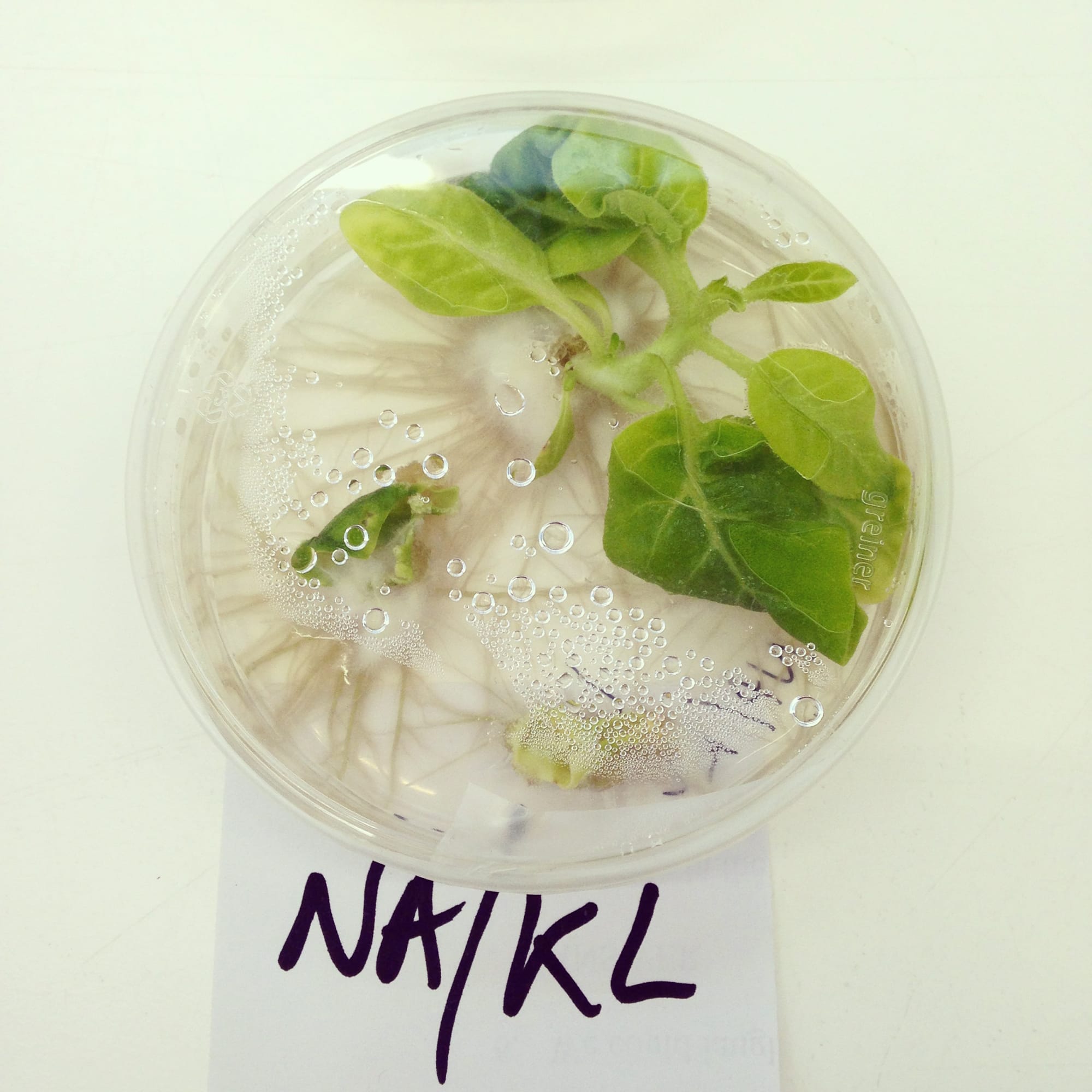 Royal Holloway University