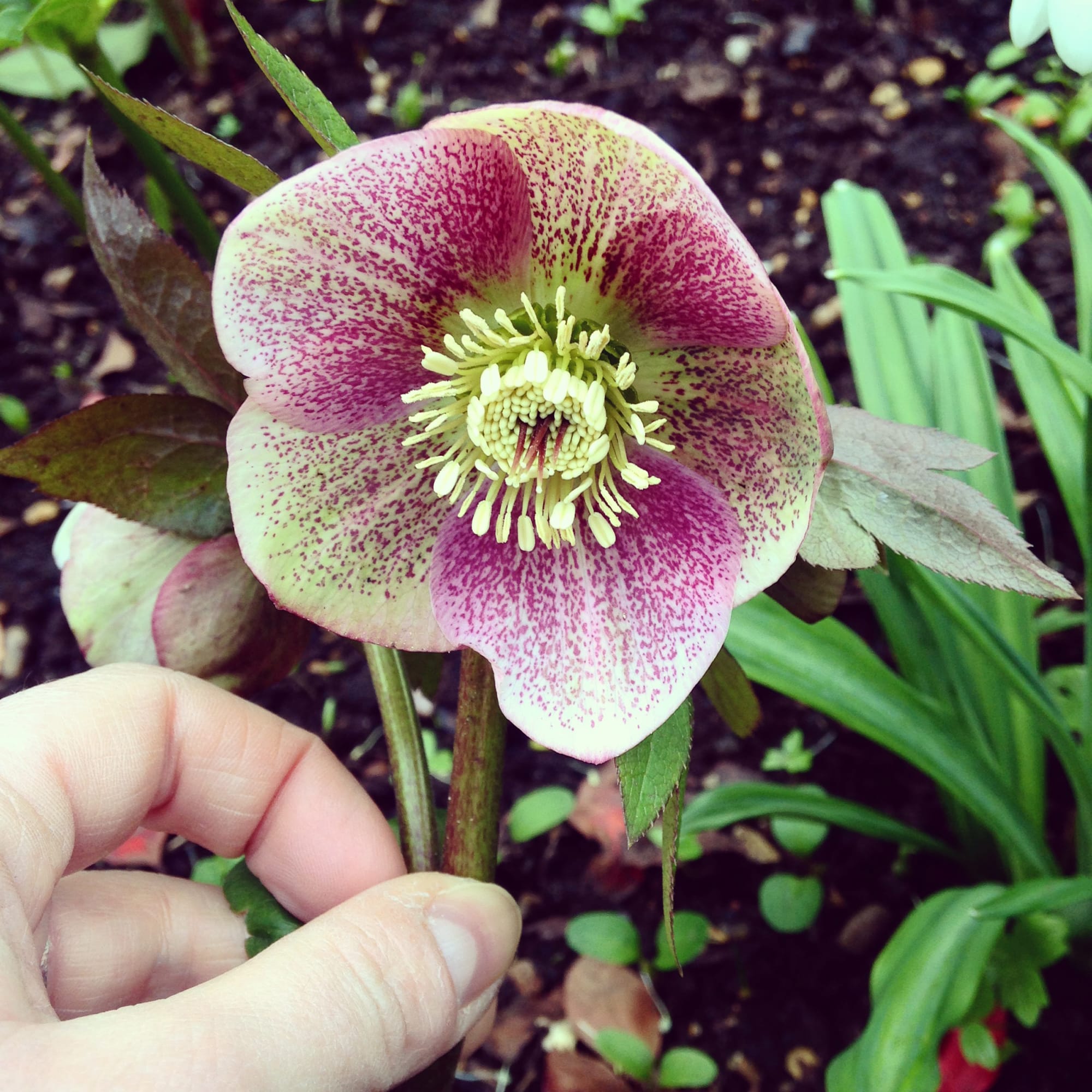 Royal Holloway University