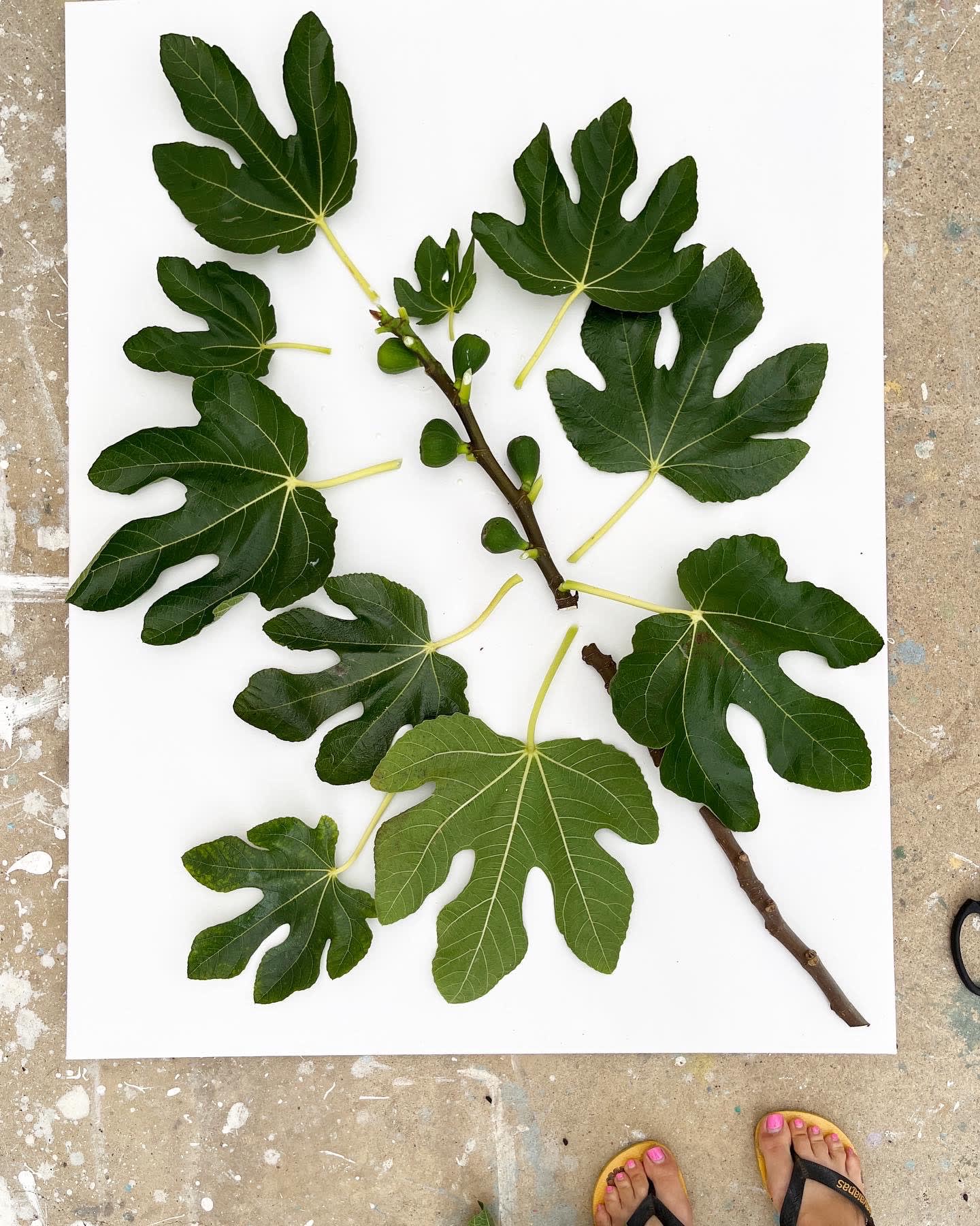 Ventnor Botanic Garden