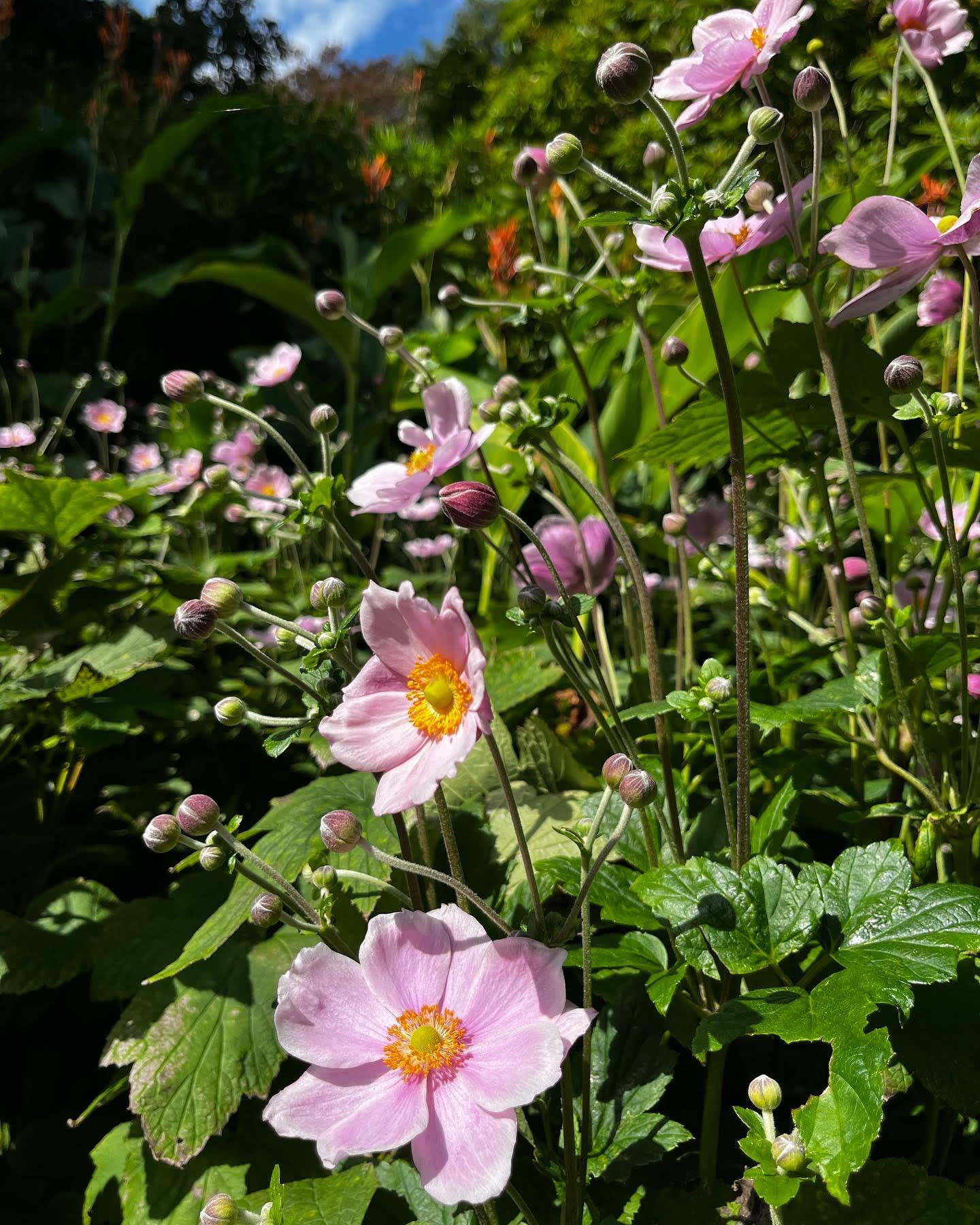 Ventnor Botanic Gardens