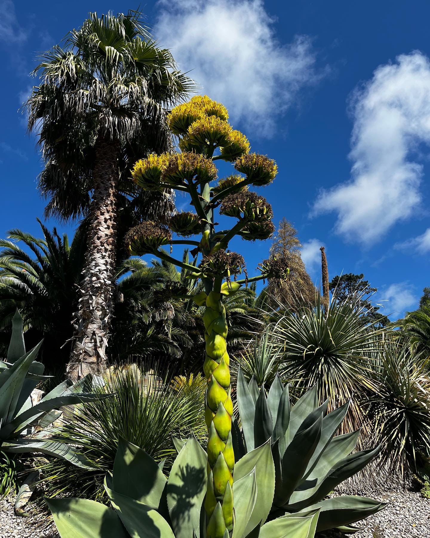 Ventnor Botanic Gardens