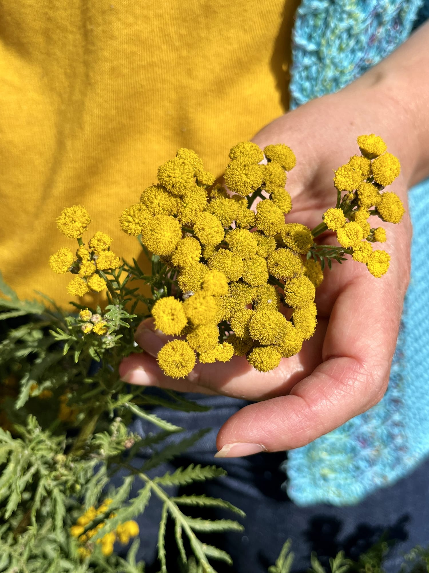 Ventnor Botanic Gardens