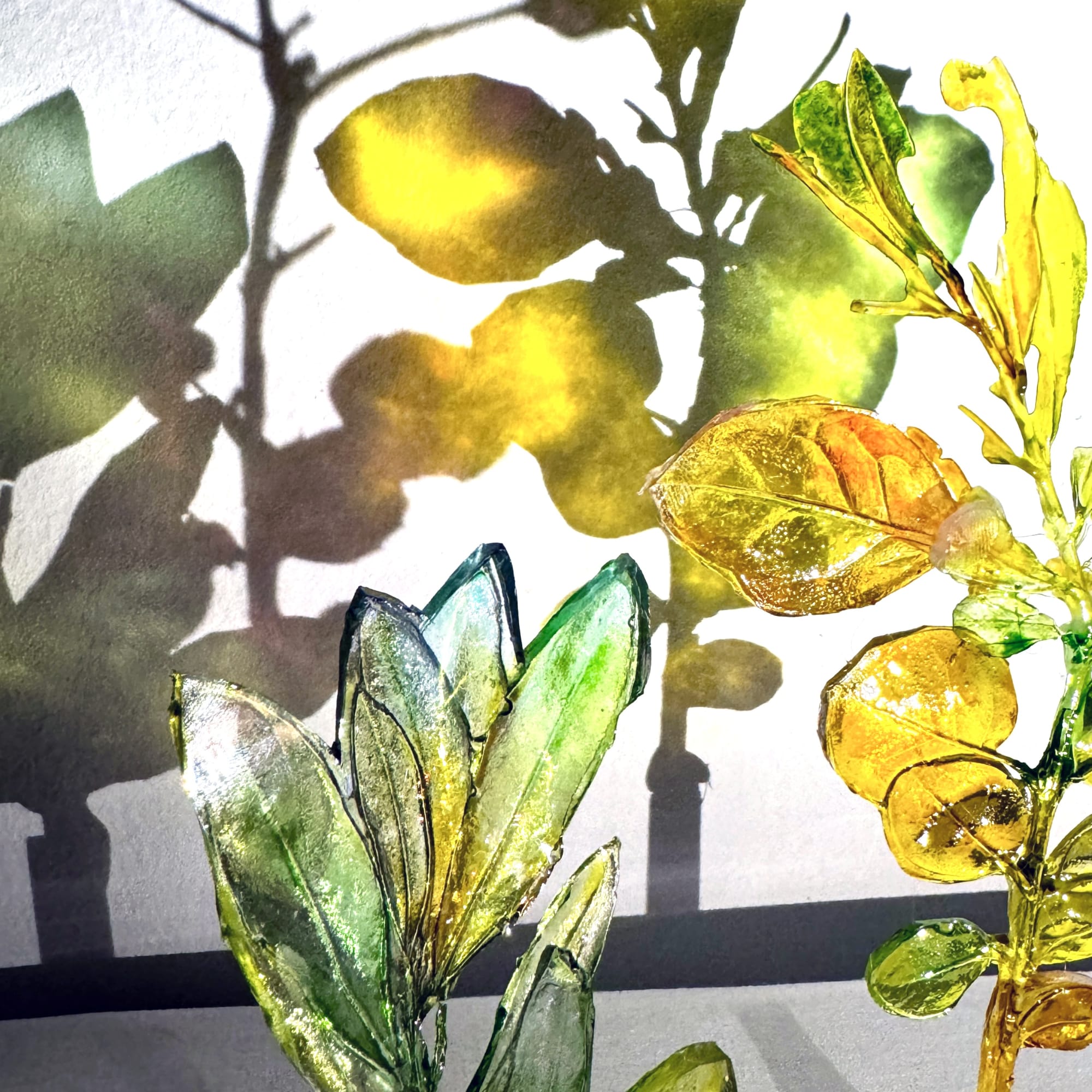 Rainforest Foundation