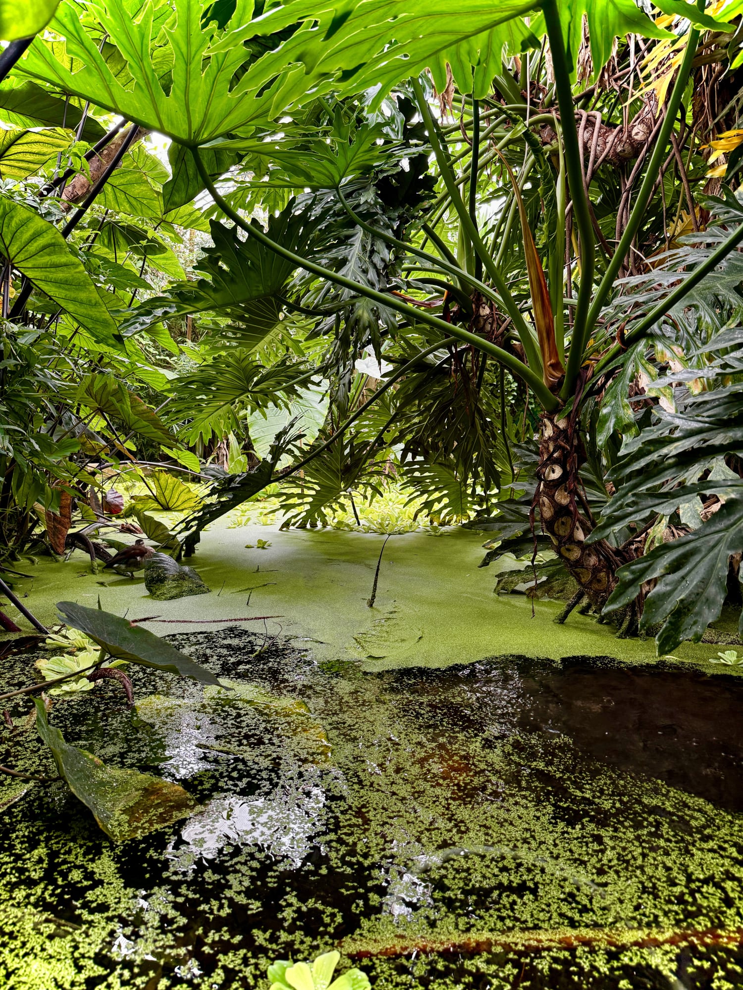 Rainforest Foundation