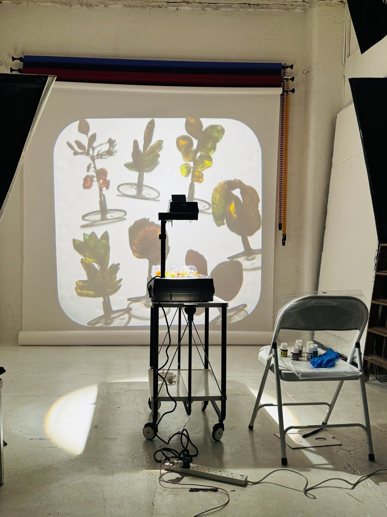 Rainforest Foundation