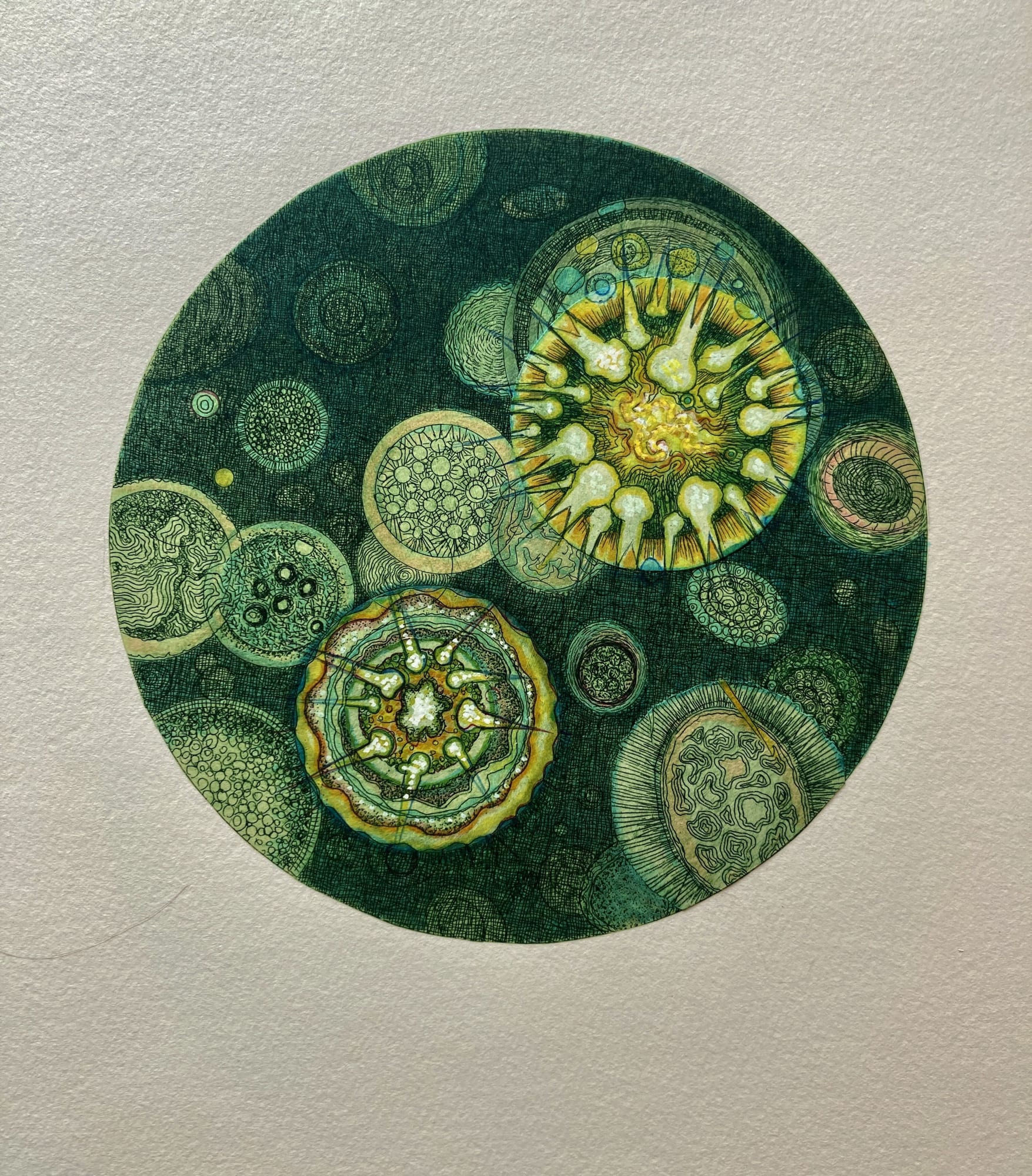 Tallmadge Doyle, Algae Universe VI