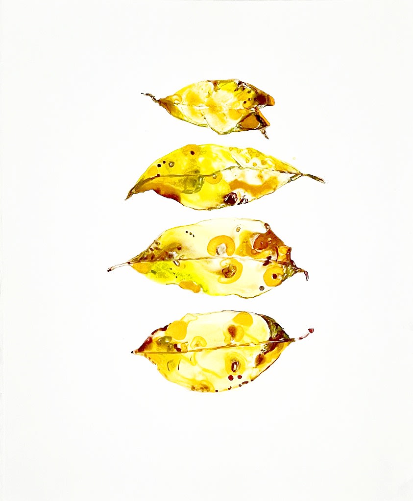 Katie deGroot, 4 Yellow Leaves, watercolor monotype on paper, 2022 , 14" x 11" inches courtesy: Galerie Gris, Hudson N.Y.