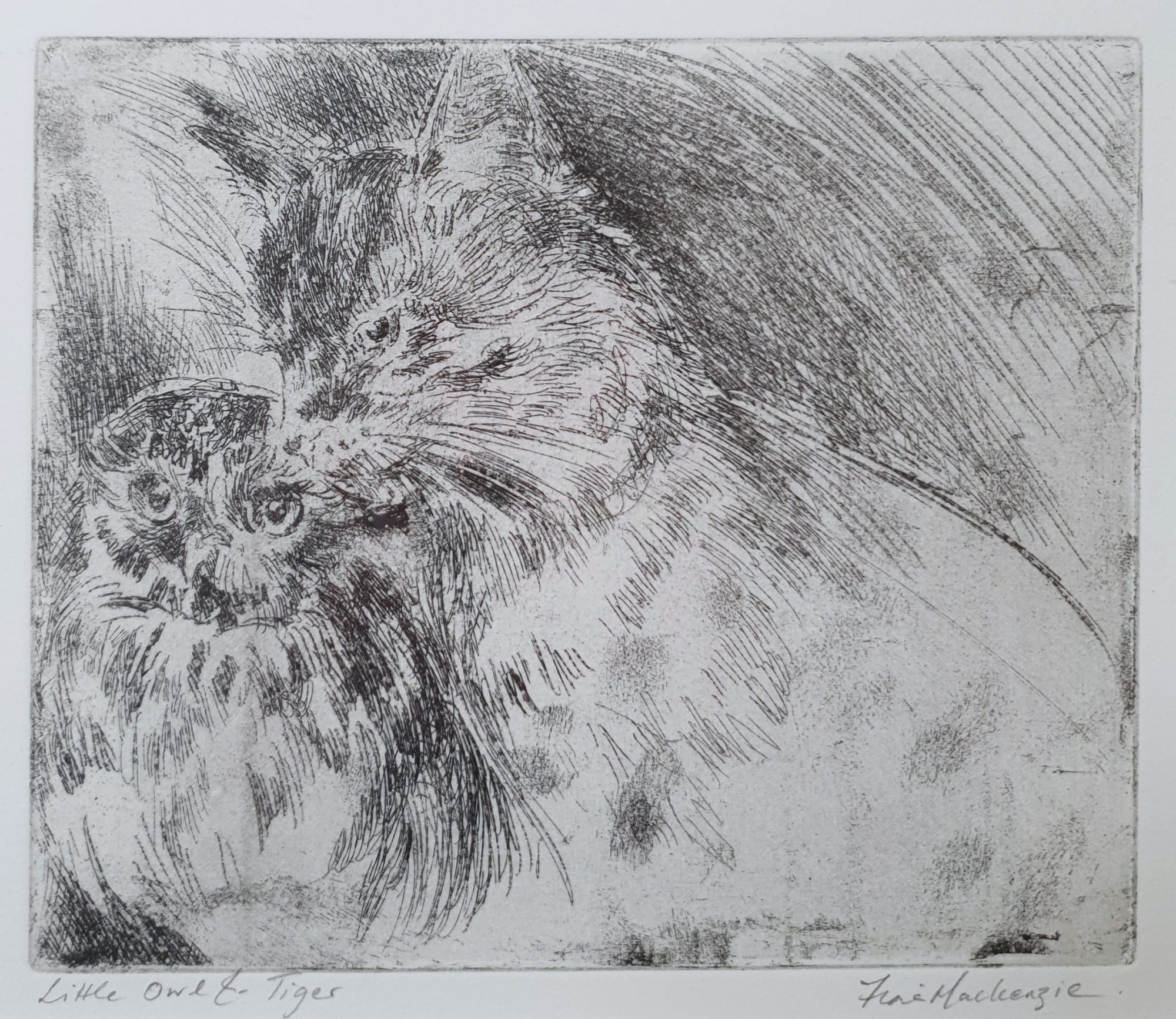 buy art print by fiona mackenzie exhibition feathered souls soft ground etching little owl and tiger scottish artist gairloch artist printmaker