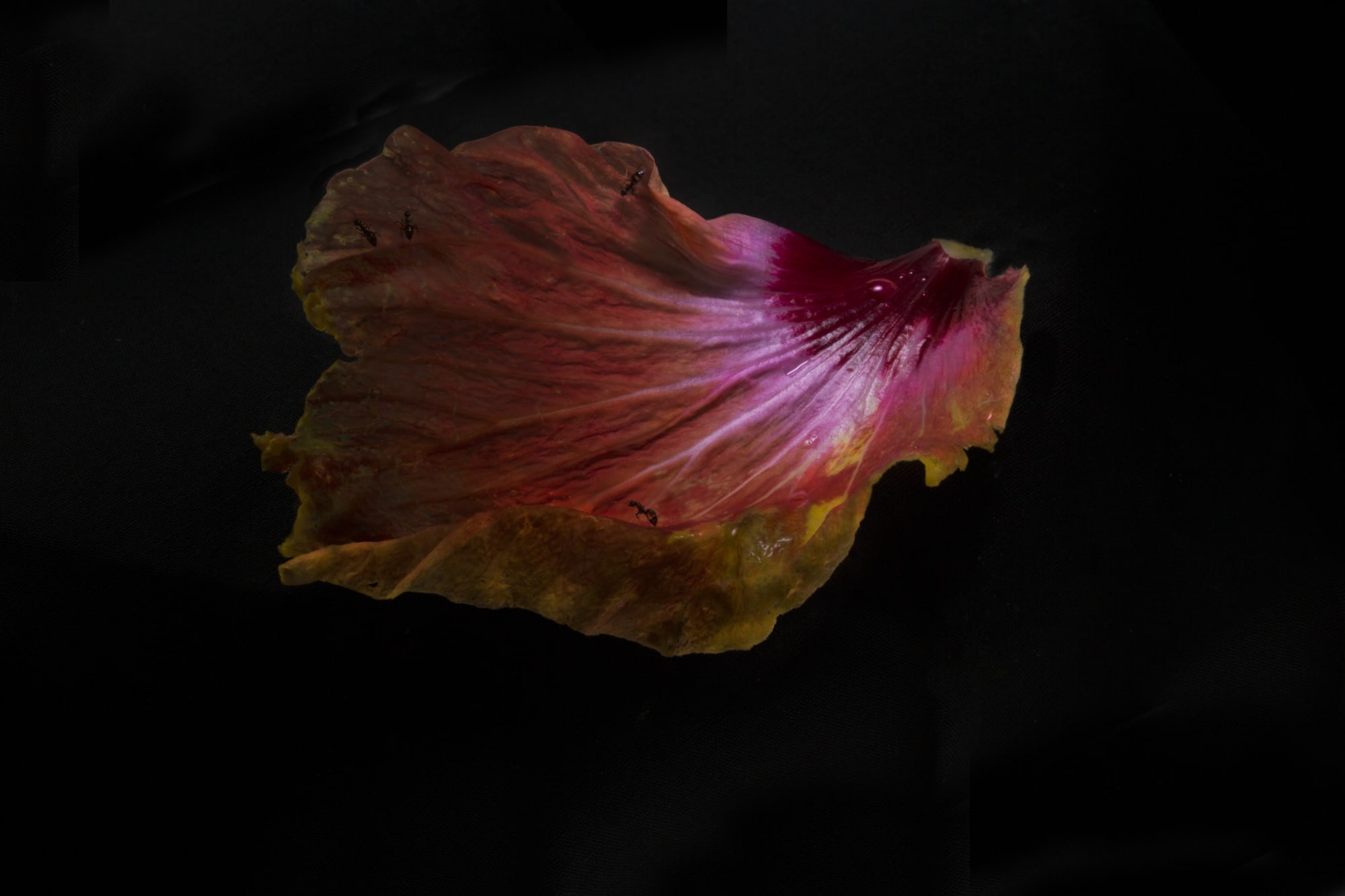 Fiona Pardington | Mokosoi