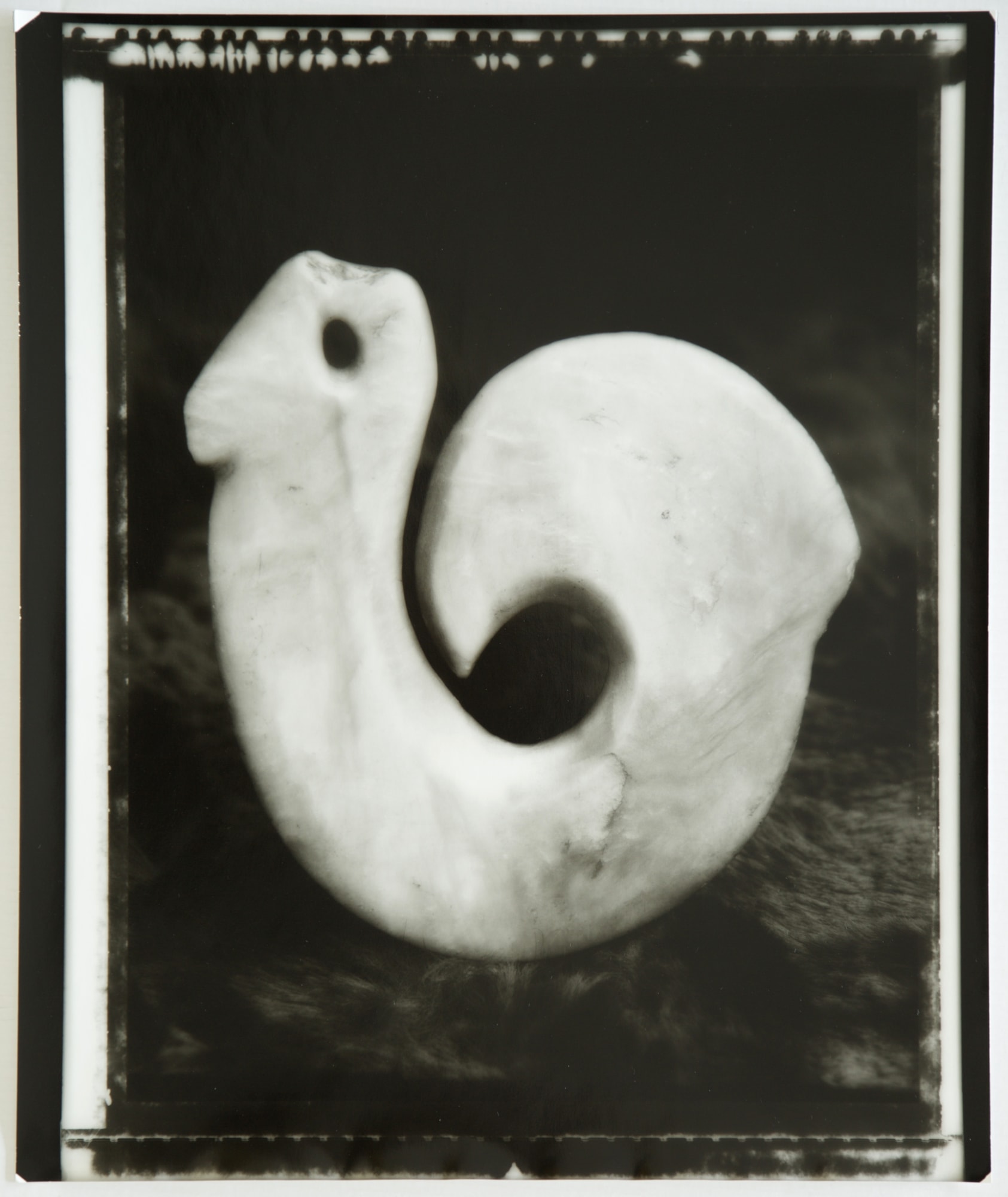 Fiona Pardington | In My Dreaming I Saw MOEA IHO NEI I AU