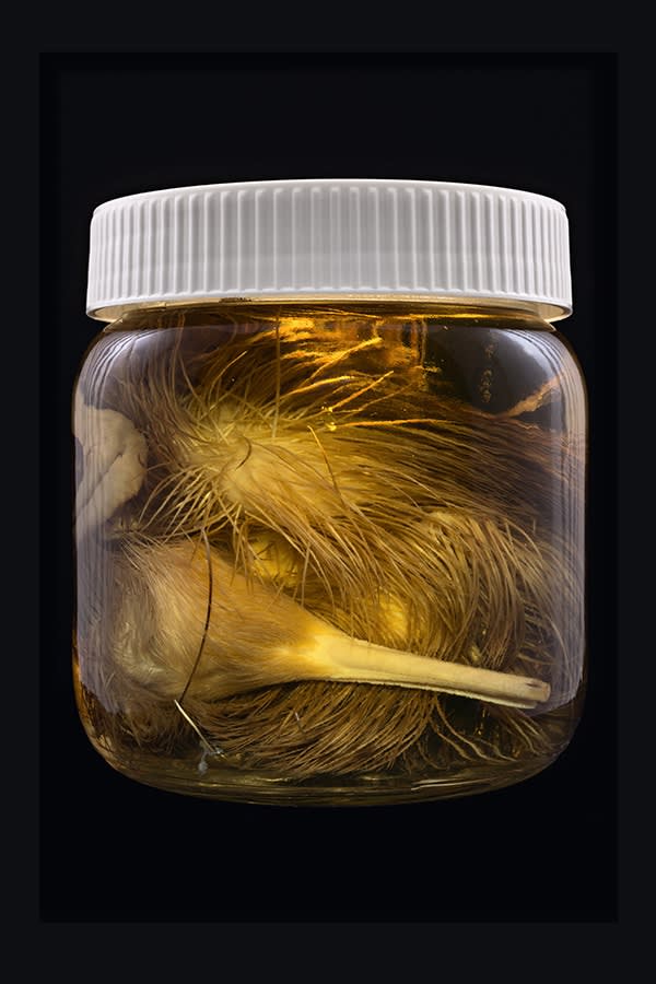 Neil Pardington | The Order of Things