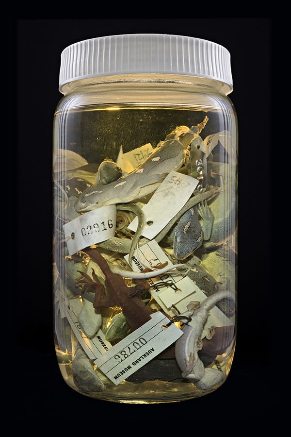 Neil Pardington | The Order of Things