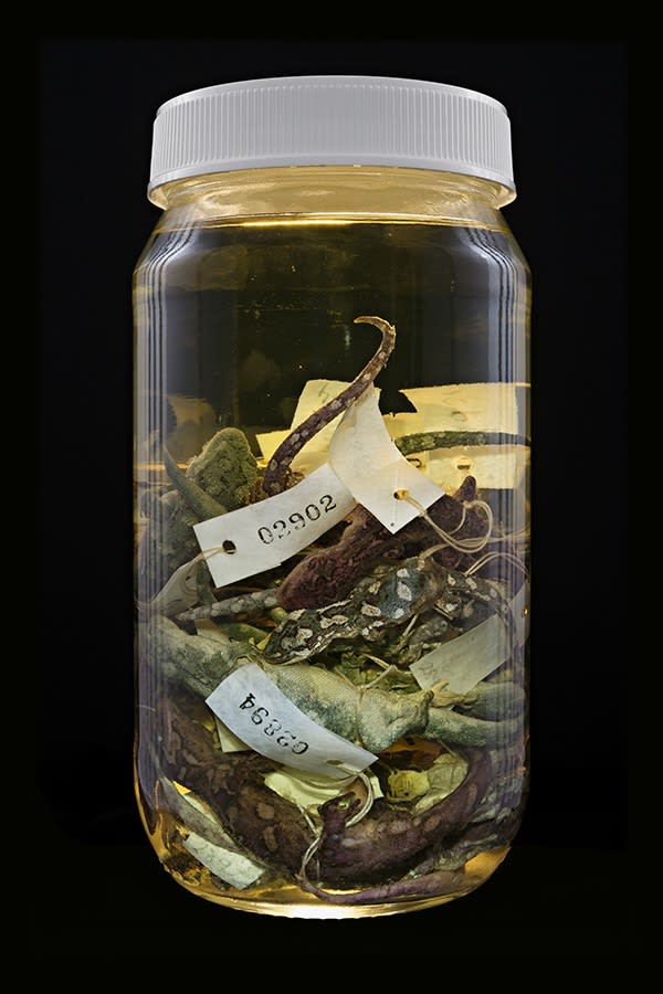 Neil Pardington | The Order of Things