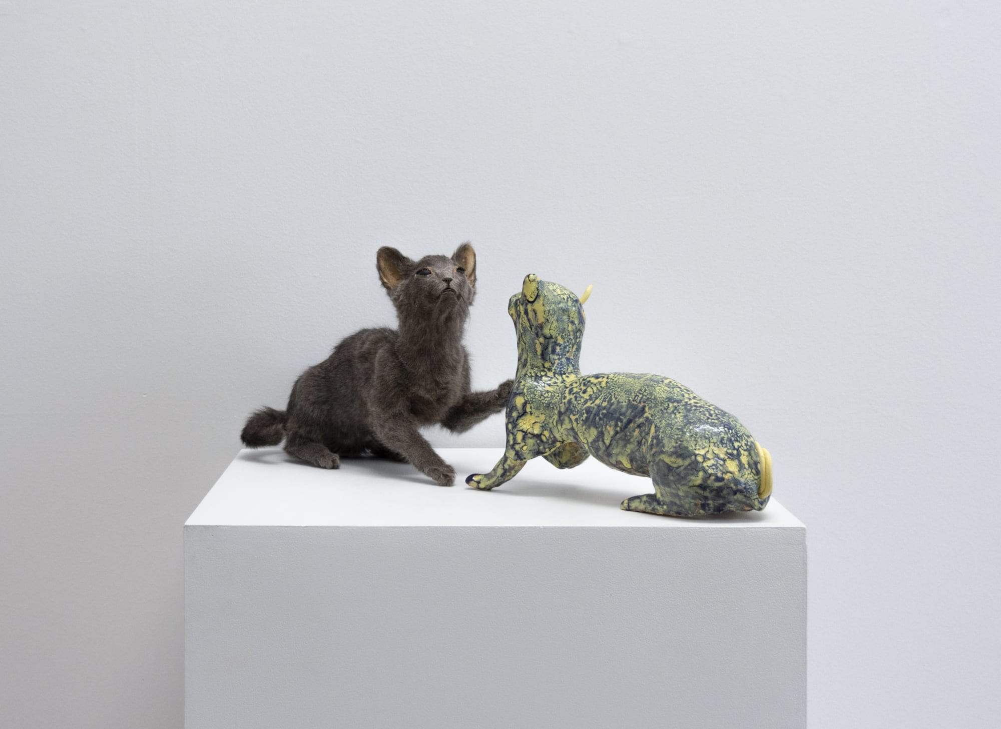 Angela Singer | Zzzoonotic